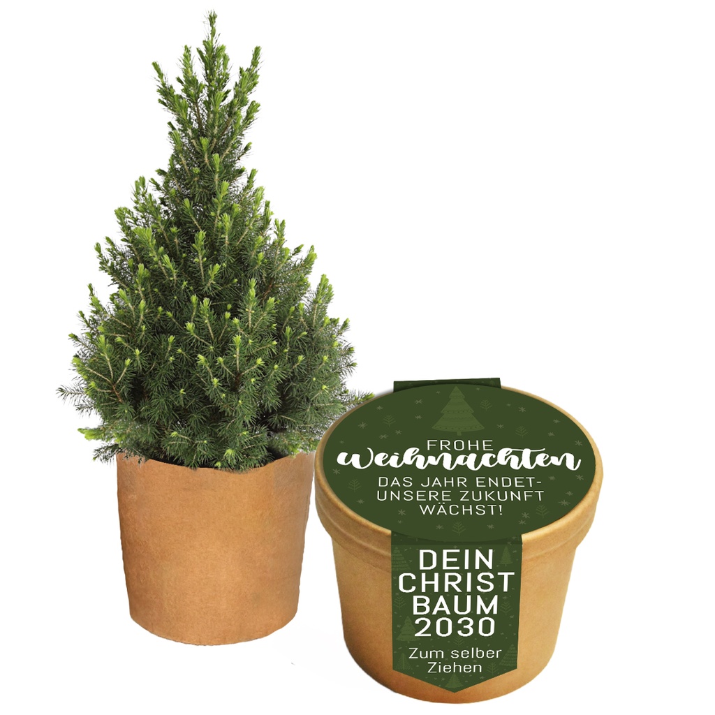 Pflanzset "Dein eigener Christbaum"